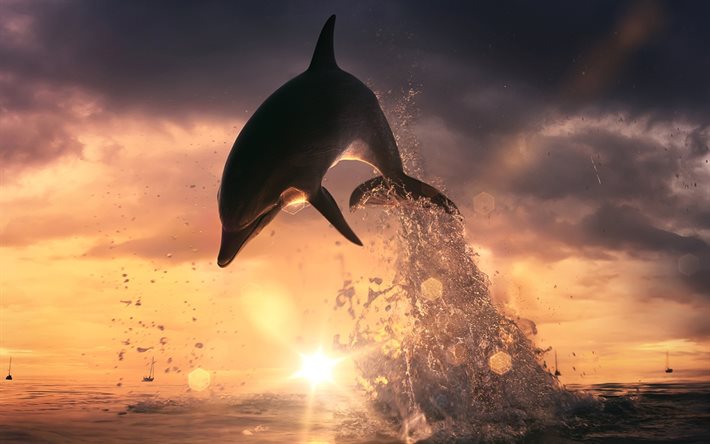 delfiini, meri, hyppy, auringonlasku, valtameri