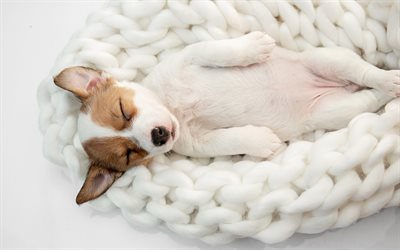 眠っている子犬, かわいい犬, かわいい動物, ジャックラッセルテリア, 眠っている動物, ペット, 小型犬, 残りの概念, 怠惰の概念, 週末, 子犬