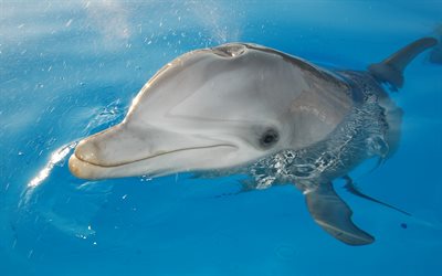dolphin, swimming pool, water, smart animals