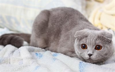 skotlantilainen laskos, kissat, harmaa kissa, suuret silmät
