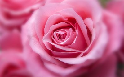 rosas de color rosa, la yema, el desenfoque, 5k, close-up