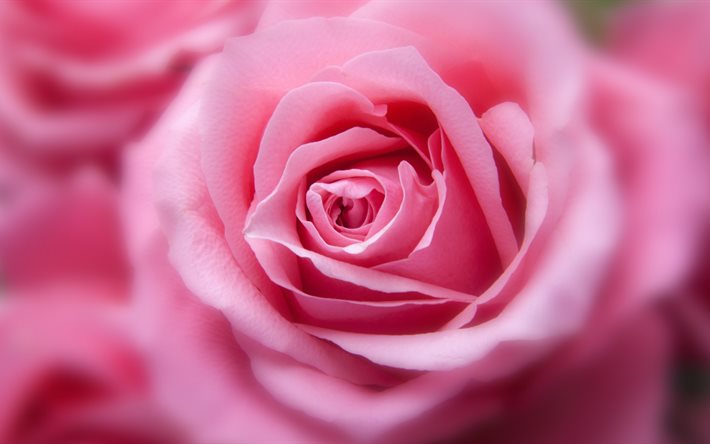 vaaleanpunaiset ruusut, silmu, sumeus, 5k, lähikuva