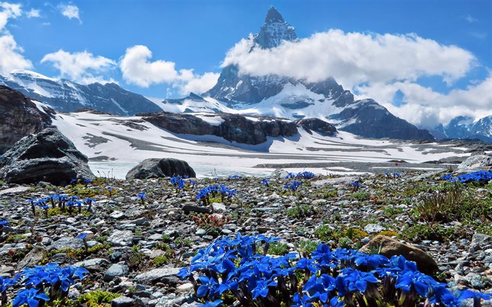 İsviçre, bahar, dağlar, Alpler, mor çiçekler