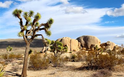 Parc National de Joshua Tree, cactus, désert, ciel bleu, désert de Mojave, états-unis