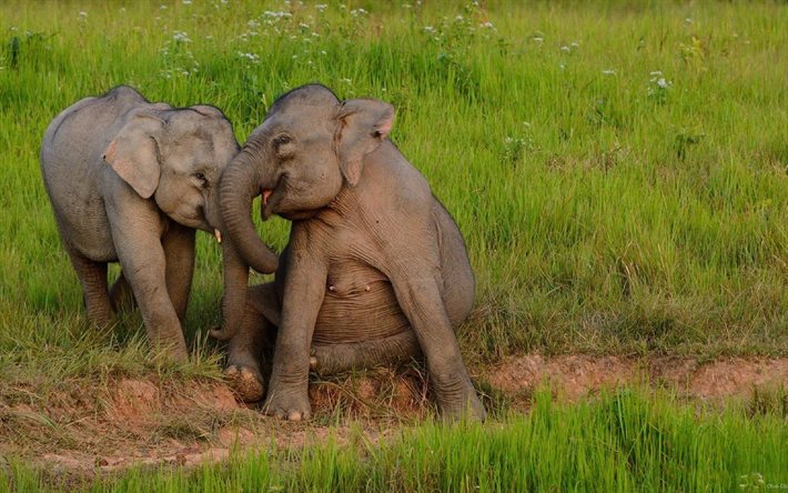 elefanti, erba, prato, Africa