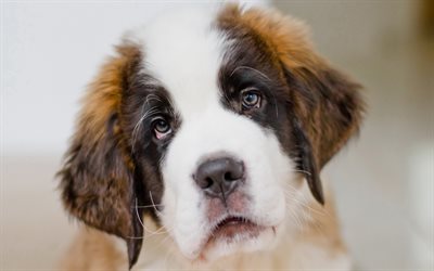 dogs, Saint Bernard, muzzle, puppy, sad eyes