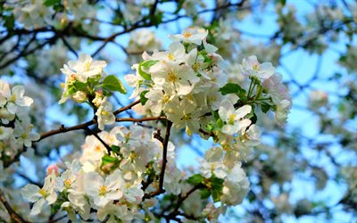 الربيع, زهور الربيع, أبل, شجرة التفاح أزهار