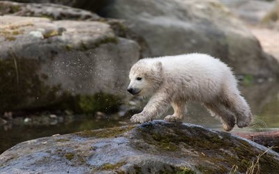 kutup ayısı, küçük oyuncak ayı, Hayvanat Bahçesi, ayılar