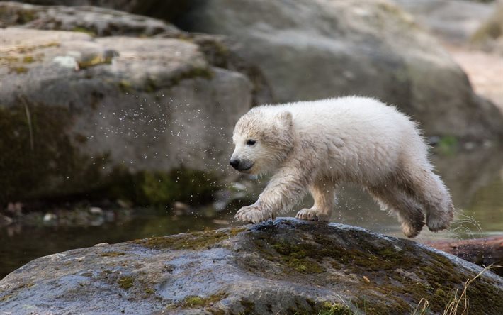 orso polare, il piccolo orsetto, zoo, porta