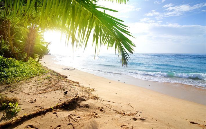 praia, palmeiras, ilha tropical, oceano, ondas, verão