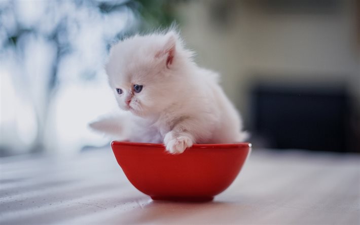 beyaz yavru İran kedisi, genç kediler, kedi, yavru kedi