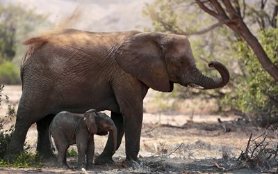 los elefantes, el pequeño elefante, África