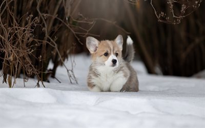 Welsh Corgi, Winter, Snow, Cute Dogs, Corgi, Pets, Welsh Corgi Cardigan, Corgi Puppy, Cute Animals, Dogs