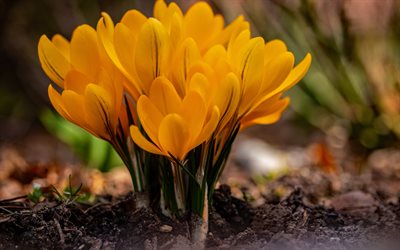 crocus jaunes, fleurs de printemps, fleurs jaunes, contexte avec crocus, printemps, crocus