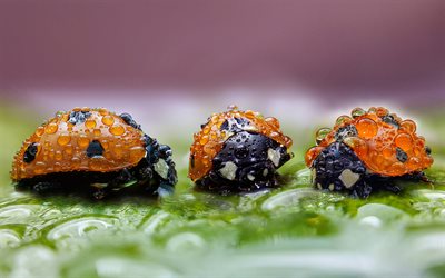 ladybugs, water drops, dew, leaf, close-up