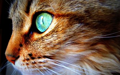 وجه القطة, حيوانات أليفة, القط بعيون زرقاء, القطط, الصور مع القط, حيوانات لطيفة