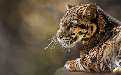 leopardo nublado, predador, vida selvagem, leopardo nublado continental, ásia, gatos selvagens, leopardos, himalaia, leopardo