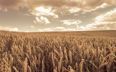 campo de trigo, noite, pôr do sol, horizonte, espigas de trigo, colheita de trigo, conceitos de trigo, campo, bela paisagem