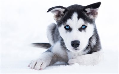 husky, puppy, small dog, cute animals, Siberian Husky, small husky, dog with blue eyes, pets, dogs