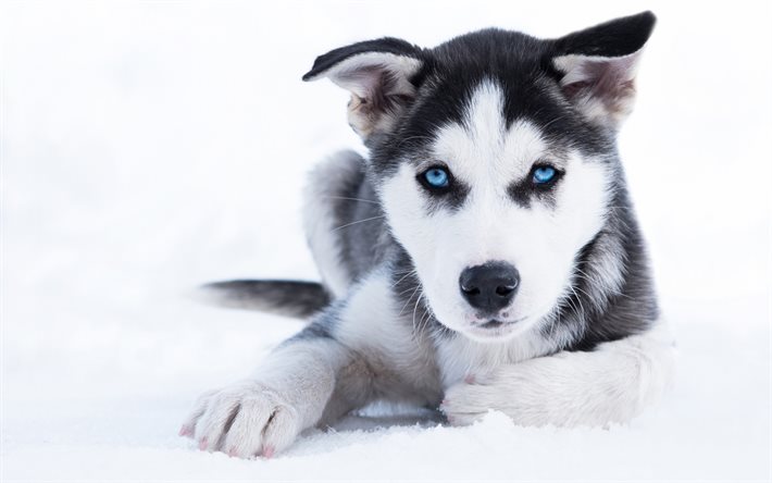 husky, cucciolo, cane di piccola taglia, simpatici animali, siberian husky, piccolo husky, cane con occhi azzurri, animali domestici, cani