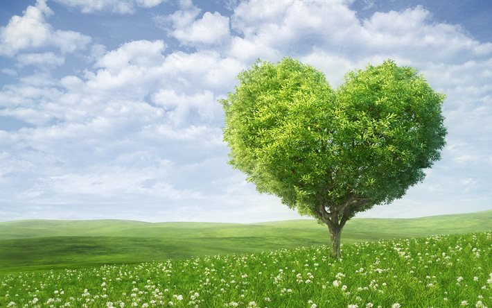 corazón, 5k, árbol, amor, campo, verano