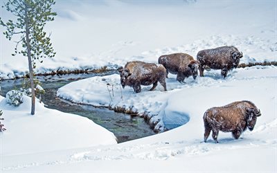 american bisons, 4k, kış, snowdrifts, wildlife, bison bison, yellowstone milli parkı, abd, amerika, american bison