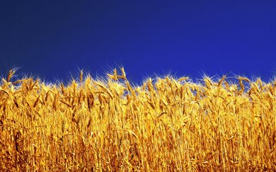 el trigo, el cielo azul, la bandera de ucrania, patriótica fondo de pantalla, ucrania