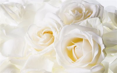 rose, la rose blanche, délicate des fleurs, de roses, de roses blanches, de fleurs délicates