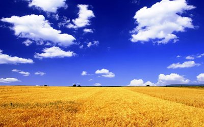 bleu, ciel, ciel de blé, d'ukraine, du drapeau, de l'ukraine, blakytne le ciel, le ciel de blé, prapor