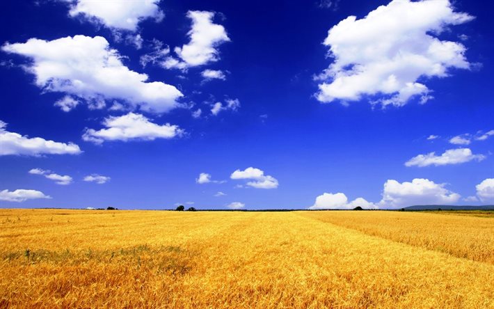 cielo azul, cielo, trigo, ucrania, bandera, blakytne el cielo, el cielo de trigo, prapor
