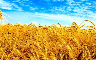 フラグのウクライナ, ウクライナ, 小麦の分野