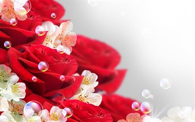 الزهور الجميلة, الورود الحمراء, chervonyi, بولندا الورود