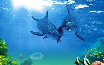 i delfini, mondo subacqueo, oceano