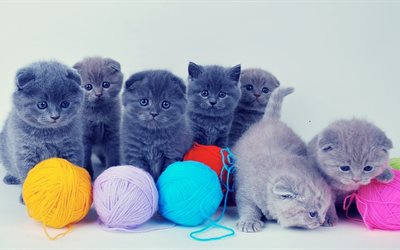 kittens, grey seals, cute cats
