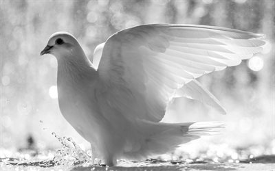 foto preto e branco, pássaros, o pássaro da paz, pomba branca, ptah o mundo
