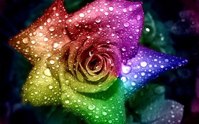 colorful flower, tsvetik semitsvetik, rose