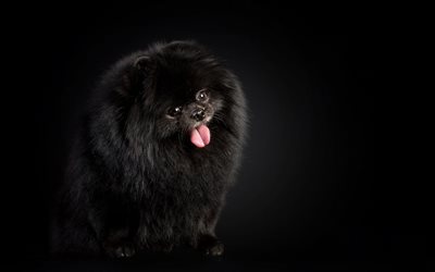 spitz alemão, spitz preto, cães domésticos