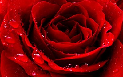 ओस की बूँदें, पंखुड़ी, गुलाब कली, chervona troyanda, लाल गुलाब, palustri गुलाब के फूल की