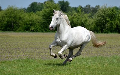 الحصان الأبيض, الحصان