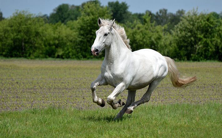 सफेद घोड़े, घोड़े, घोड़ा