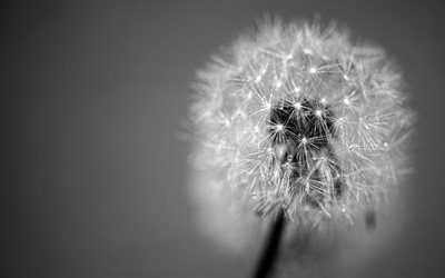 dandelion, black and white