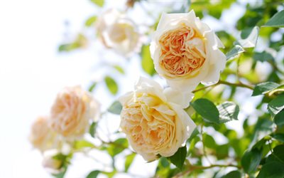 kusch गुलाब, बेज रंग गुलाब, पोलैंड गुलाब के फूल, गुलाब, झाड़ी गुलाब