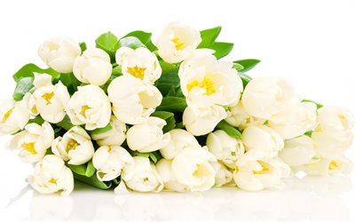 white flowers, white tulips