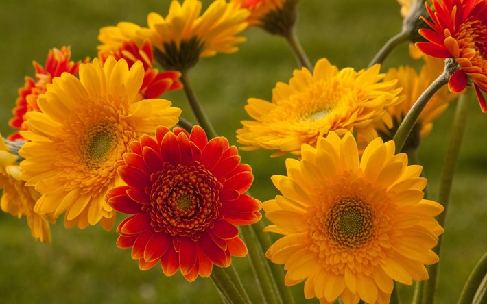 flores amarillas, hrizantemi, flores de color rojo, amarillo, flores de crisantemo