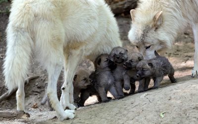 vova, 가족, 늑대의 팩, 작은 늑대, 늑대