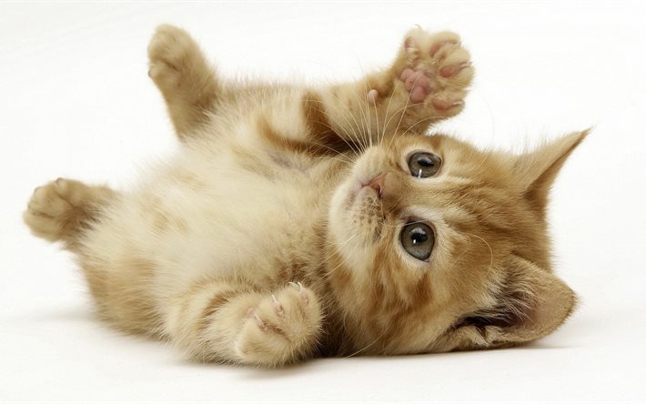 gatito fluffy, un pequeño gatito, puhaste cochineal