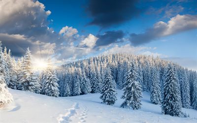 puu, paljon lunta, talvi, luminen metsä, alinci