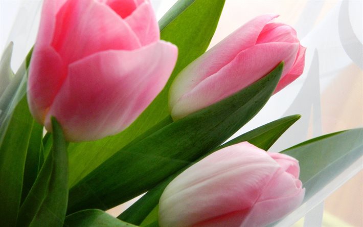 花, tulipani, ピンクのチューリップ, 花束