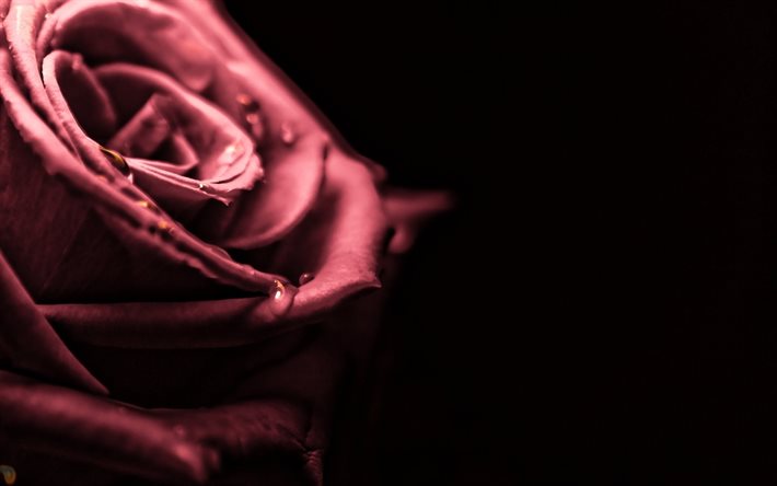 rojava rose, 까만 배경, 로즈 핑크, 매크로