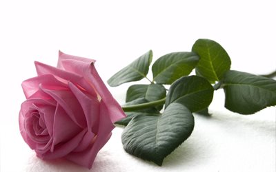 pink rose, rojava rose